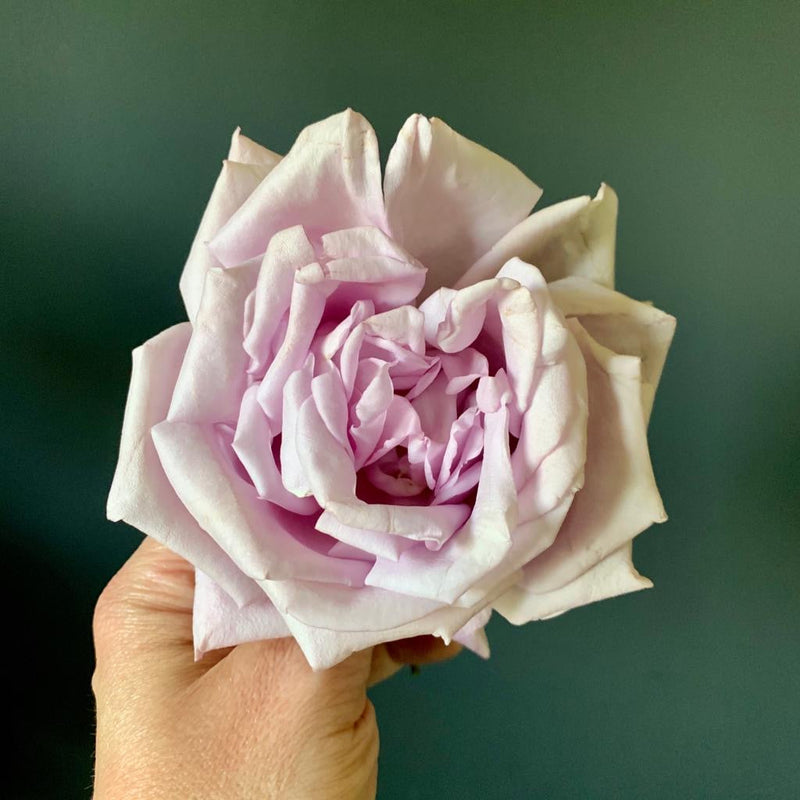 SPOTLIGHT ON: ROSE