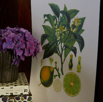 BERGAMOT