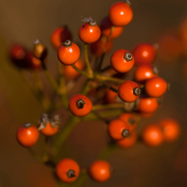 ROSEHIP SEED OIL SECRETS