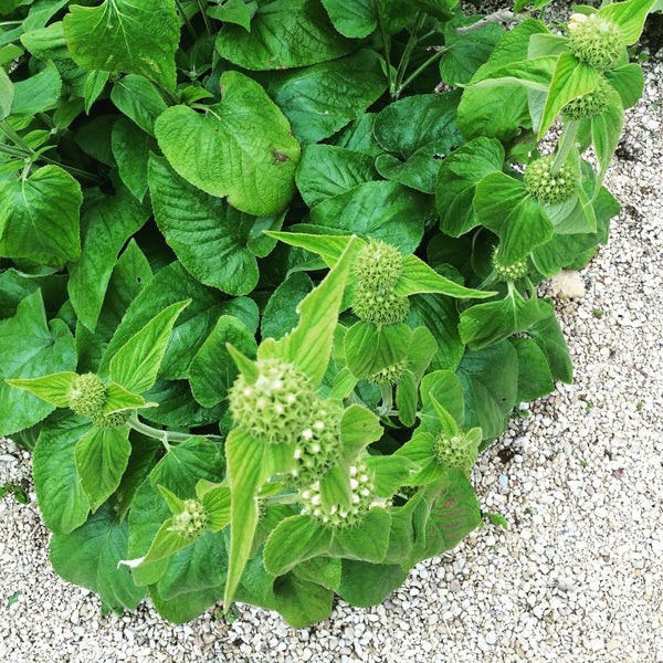 WHY 100% NATURAL MATTERS