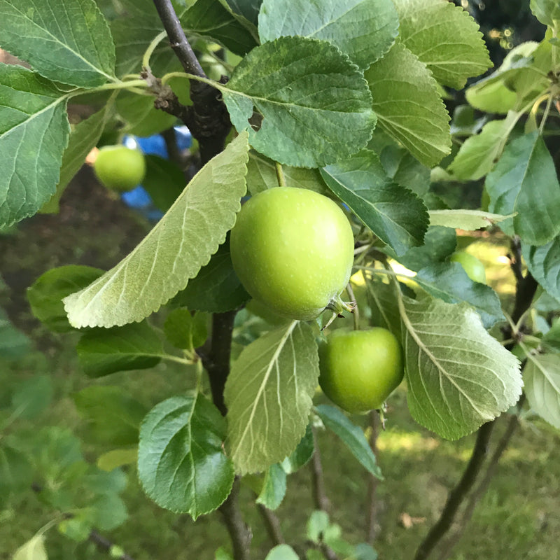 APPLE HARVESTING