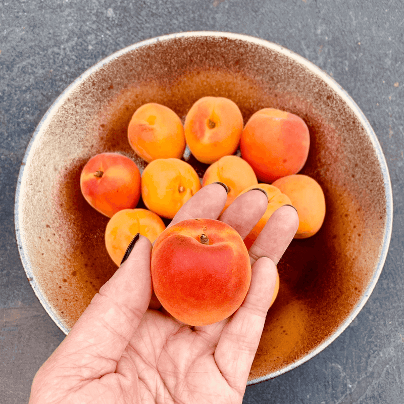 BEAUTY FROM AN APRICOT