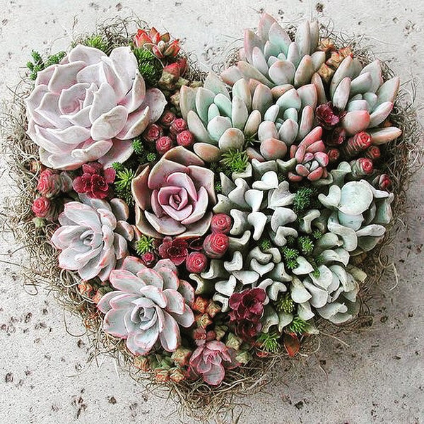 SAY IT WITH SUCCULENTS
