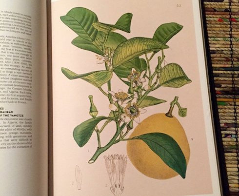 WHY BERGAMOT IS BRILLIANT AT BEDTIME