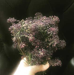 PURPLE SPROUTING BROCCOLI