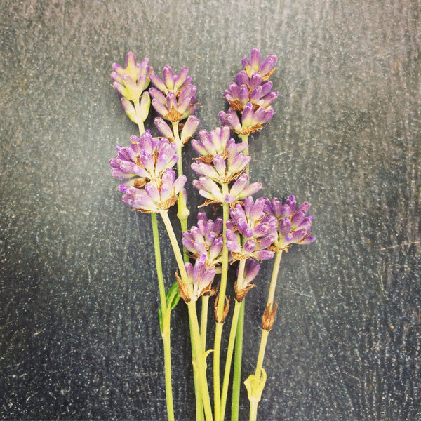 Sunburnt? Lavender can help - by Kiss the Moon