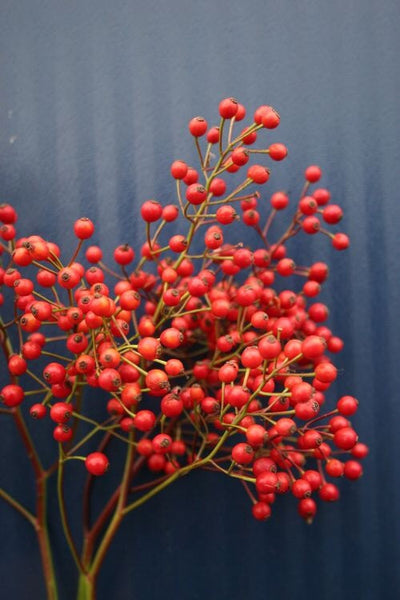 THE WONDER OF ROSEHIP SEED OIL