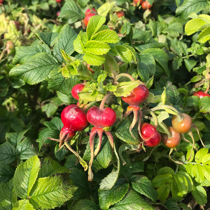 ROSEHIP SEED OIL - THE SKIN SUPERSTAR