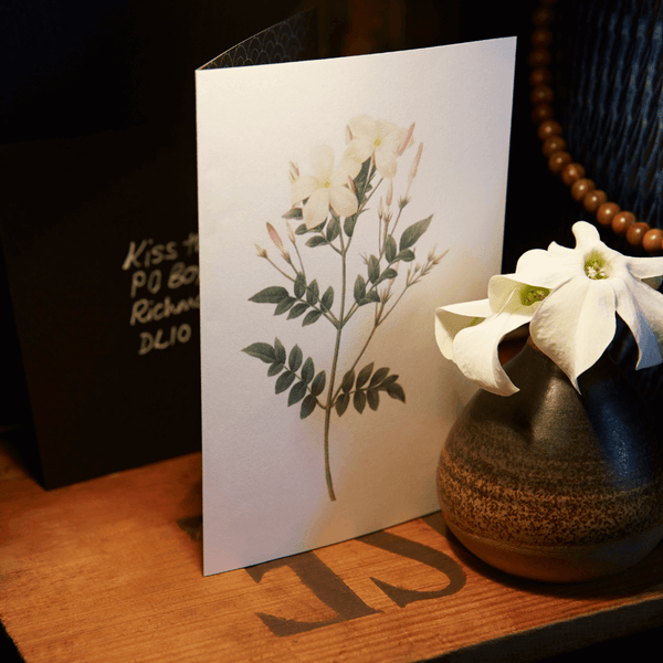 JASMINE - THE CALM YOU NEED AT BEDTIME