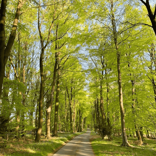 SPOTLIGHT: EMOTIONAL REST